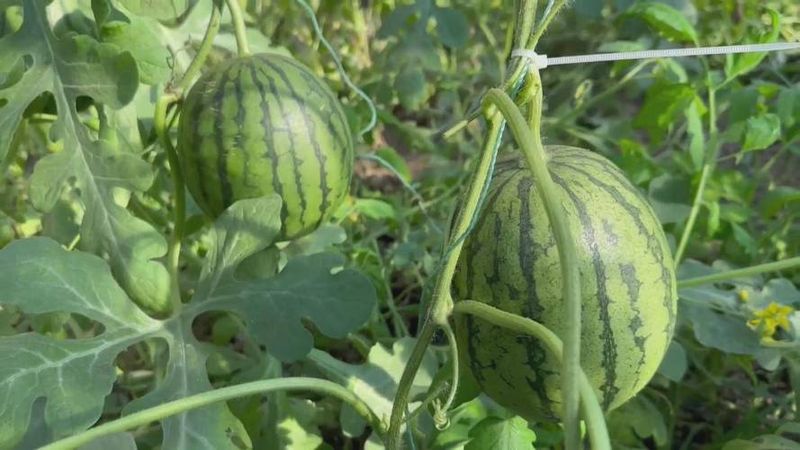 西瓜种植方法教程图片