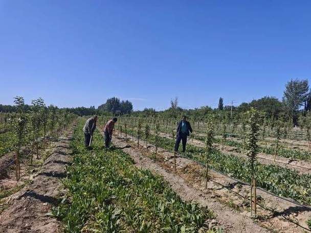 西瓜种植方法教程图片