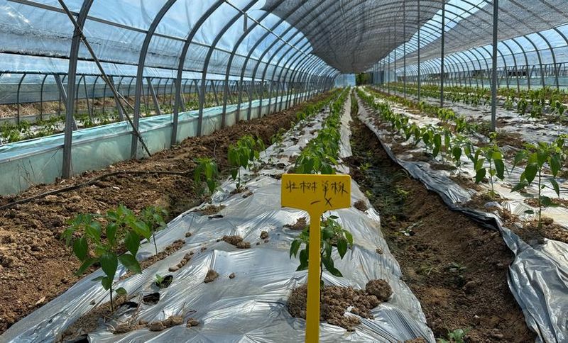 西瓜种植方法教程图片