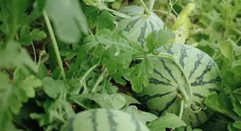 西瓜种植方法教程图片