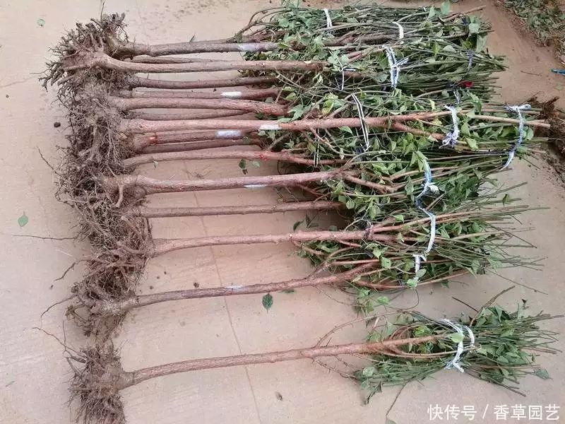 The variety and characteristics of the season