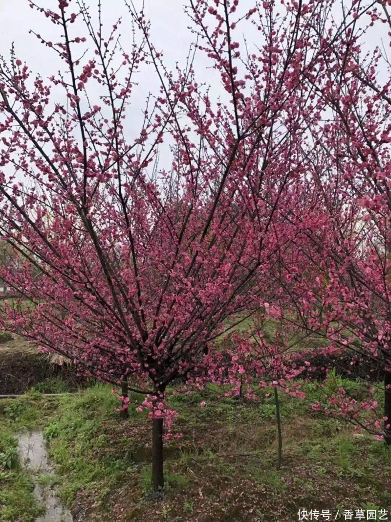 The variety and characteristics of the season