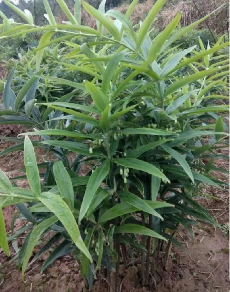 Plantation techniques for chinese medicine