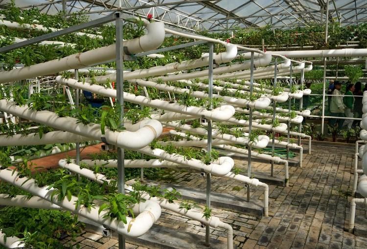 农业种植技术