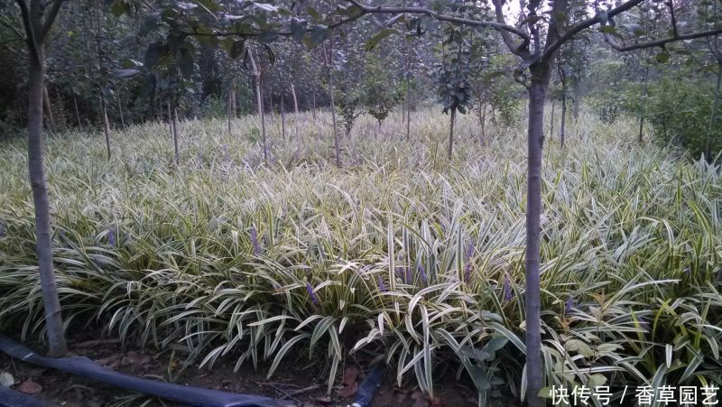 The variety and characteristics of the season