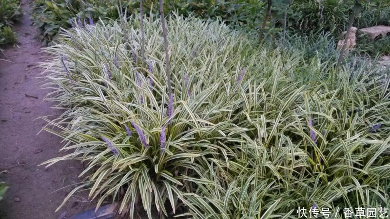 The variety and characteristics of the season
