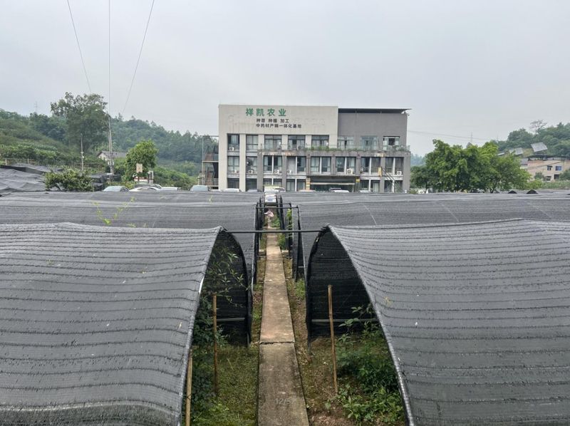 中药材种苗种植技术