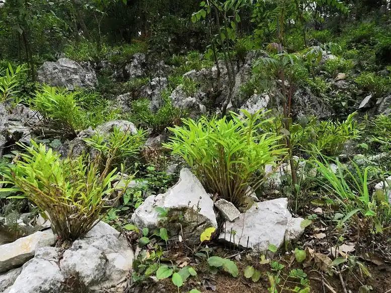 石斛的种植方法及繁殖