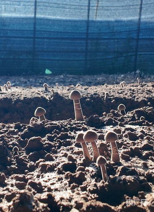 Technology for the cultivation of black nuts