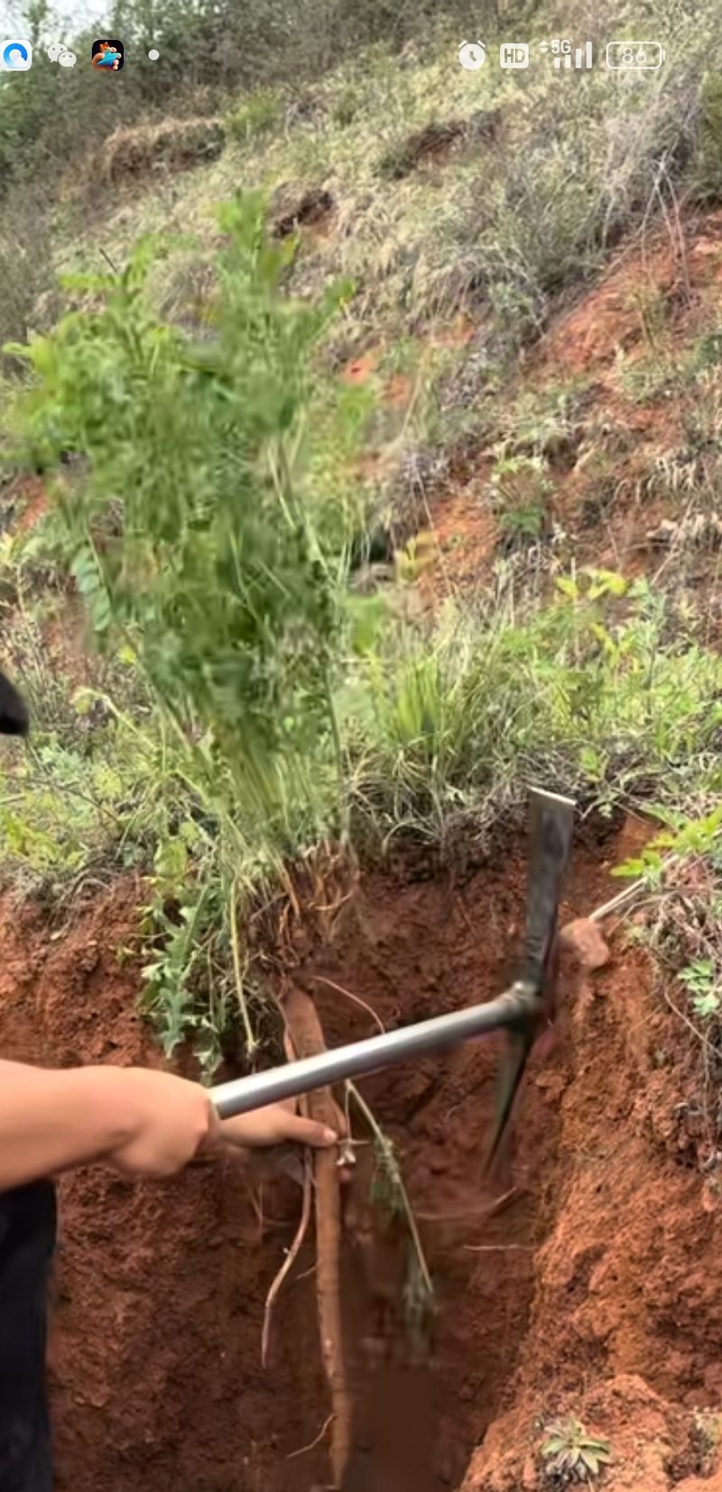Plantation techniques for chinese medicine