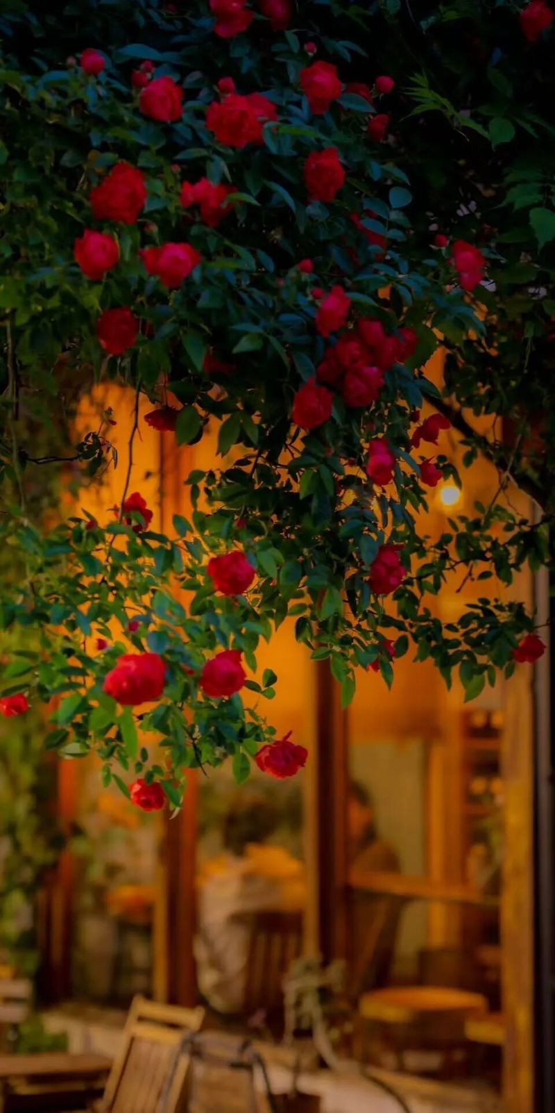 The variety and characteristics of the season