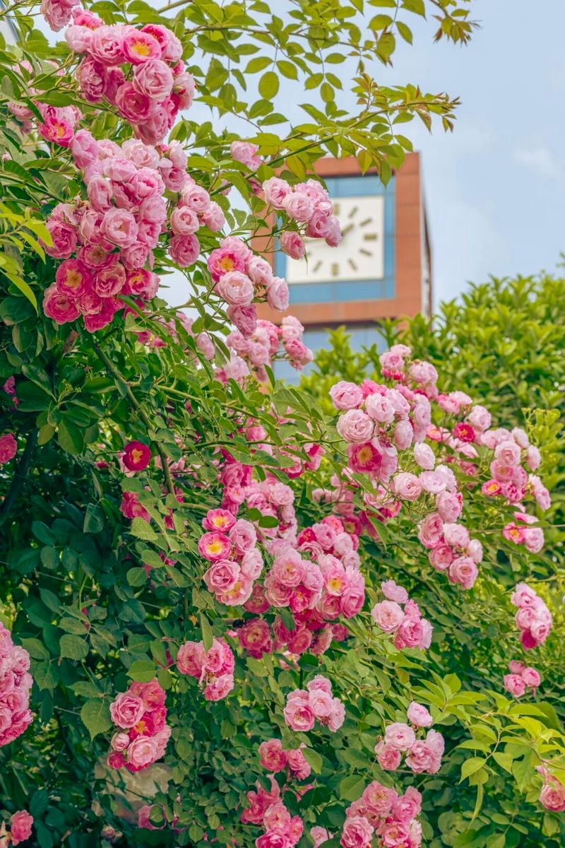 The variety and characteristics of the season