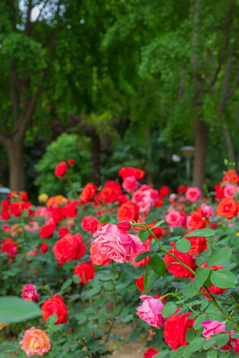 The variety and characteristics of the season