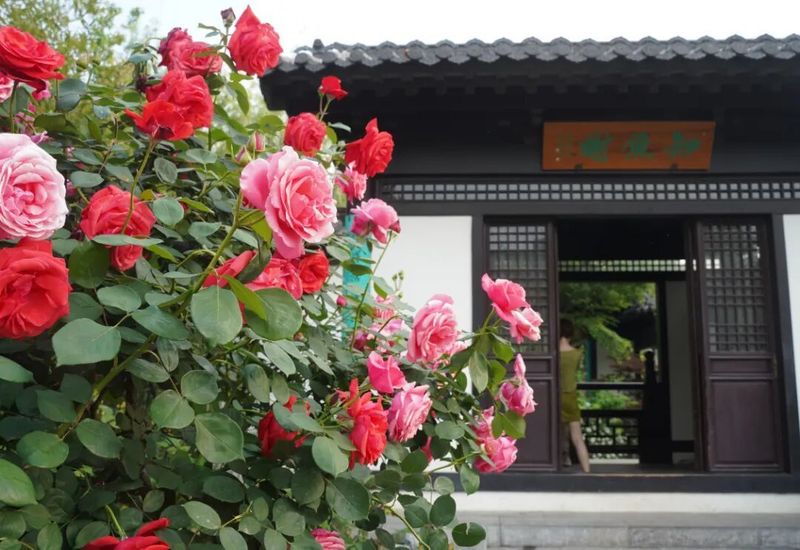The variety and characteristics of the season