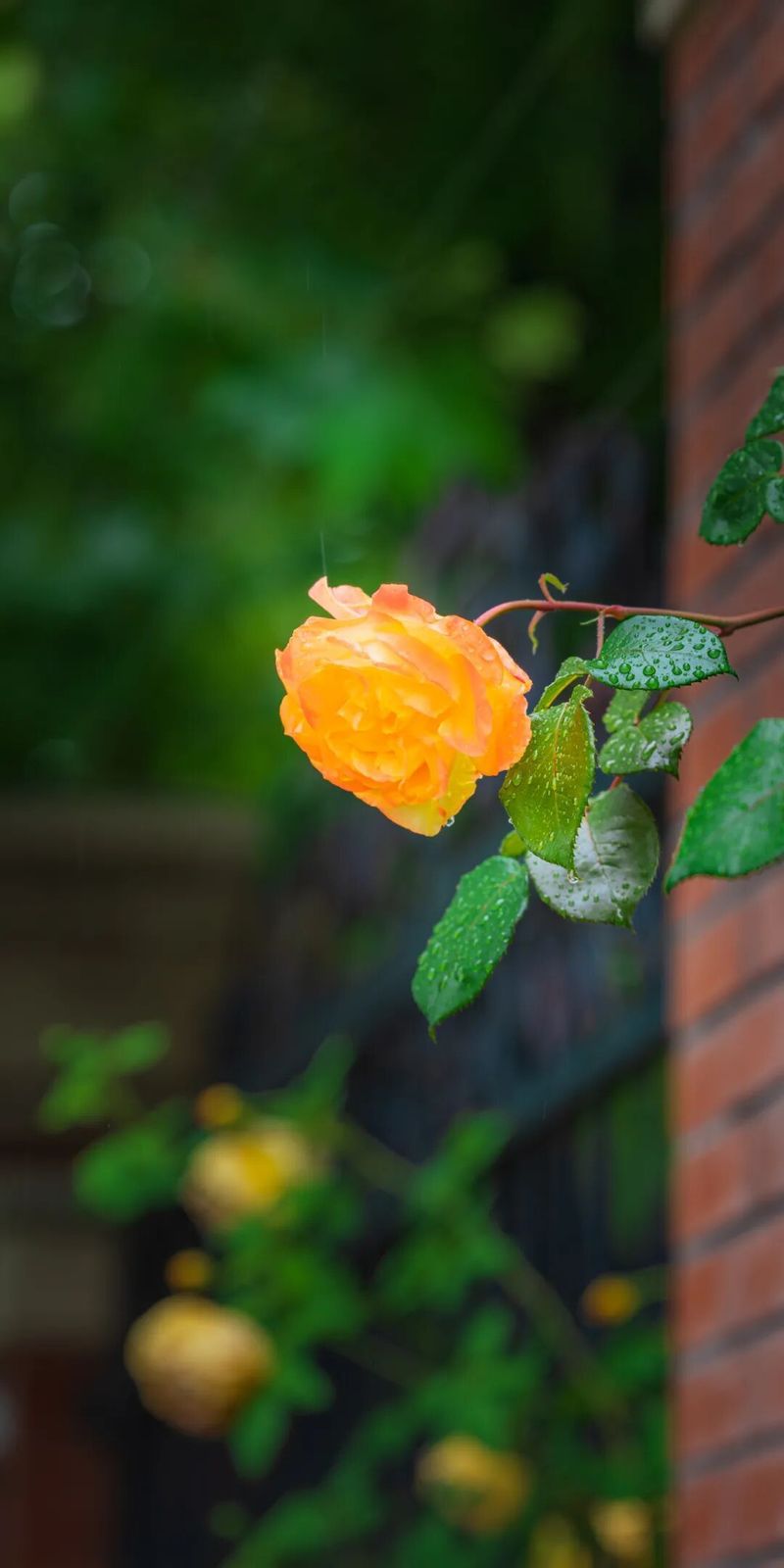 The variety and characteristics of the season