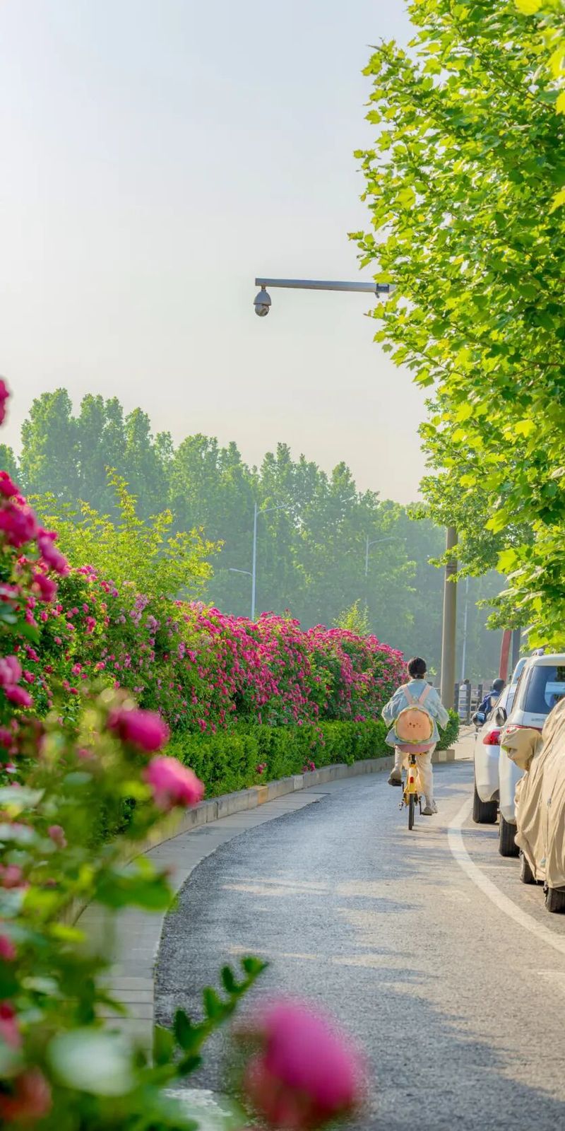 The variety and characteristics of the season