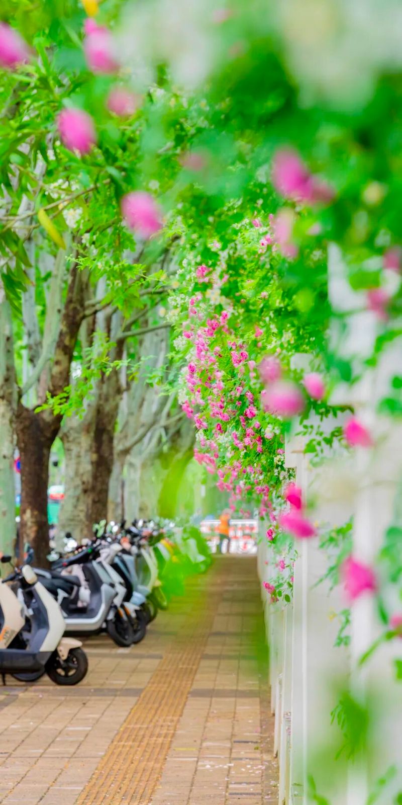 The variety and characteristics of the season