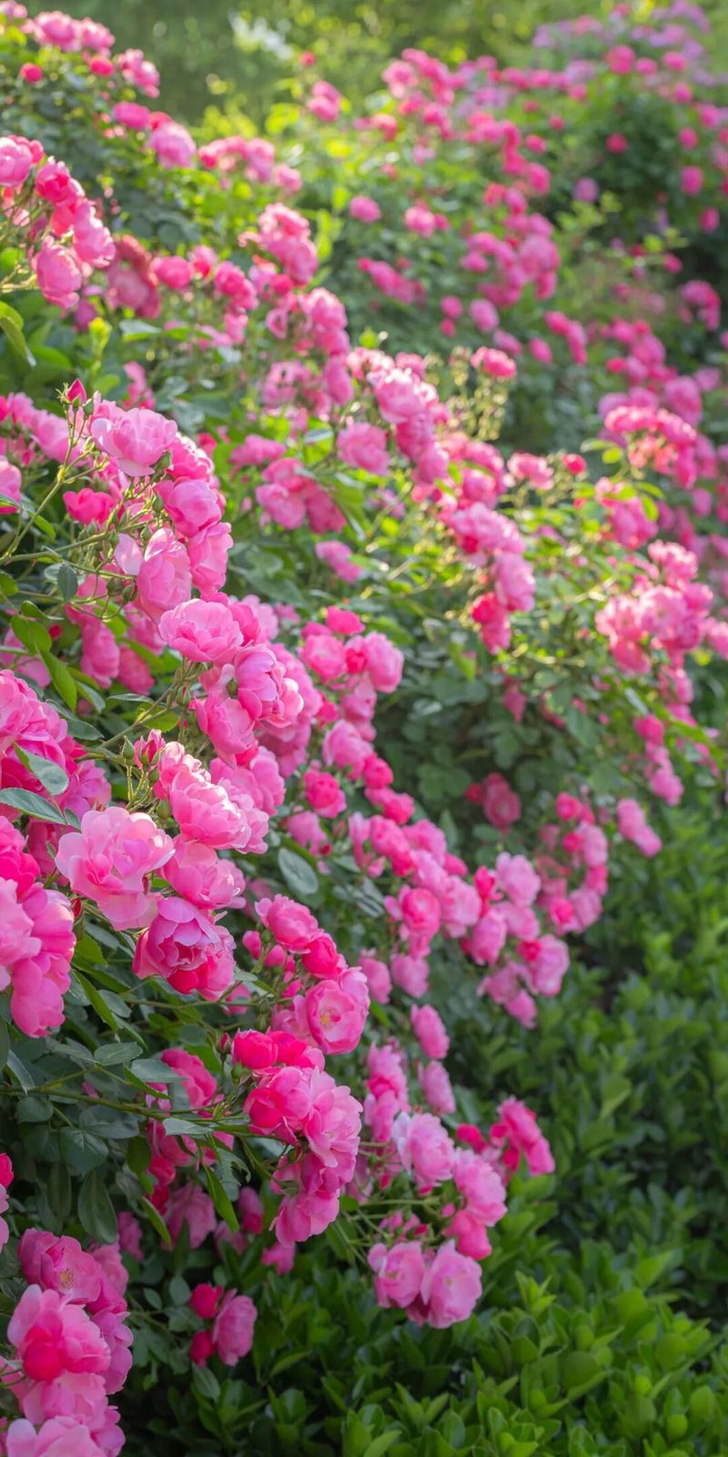 The variety and characteristics of the season
