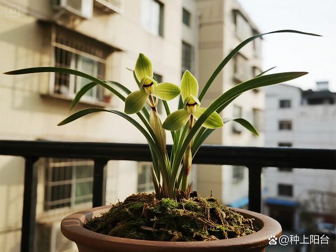 Attention to orchid cultivation methods