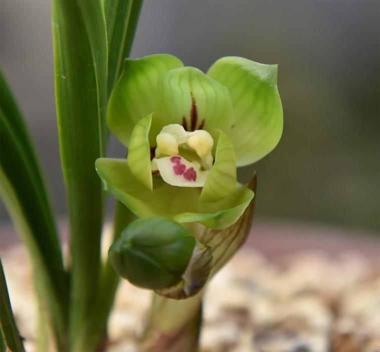 Attention to orchid cultivation methods