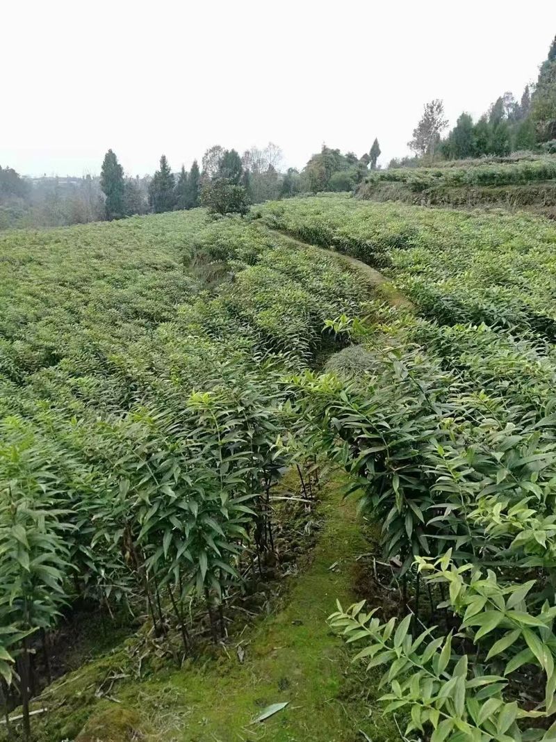 中药材种苗种植技术