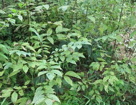 黄柏种植技术