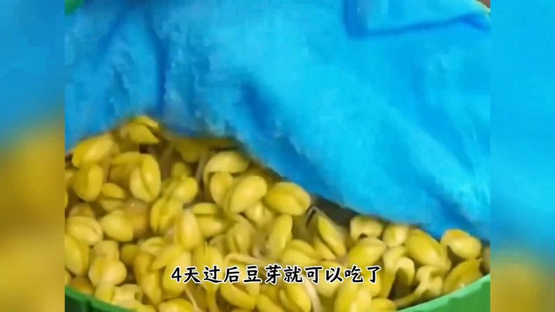 Technology for the cultivation of black nuts