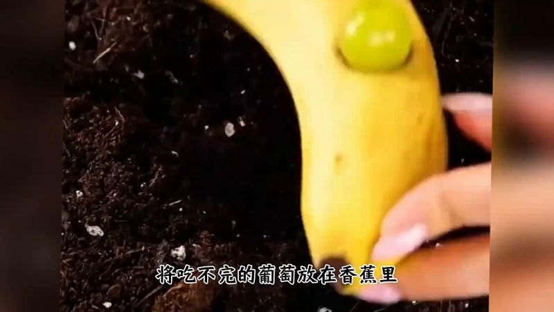 Technology for the cultivation of black nuts