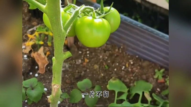 Technology for the cultivation of black nuts