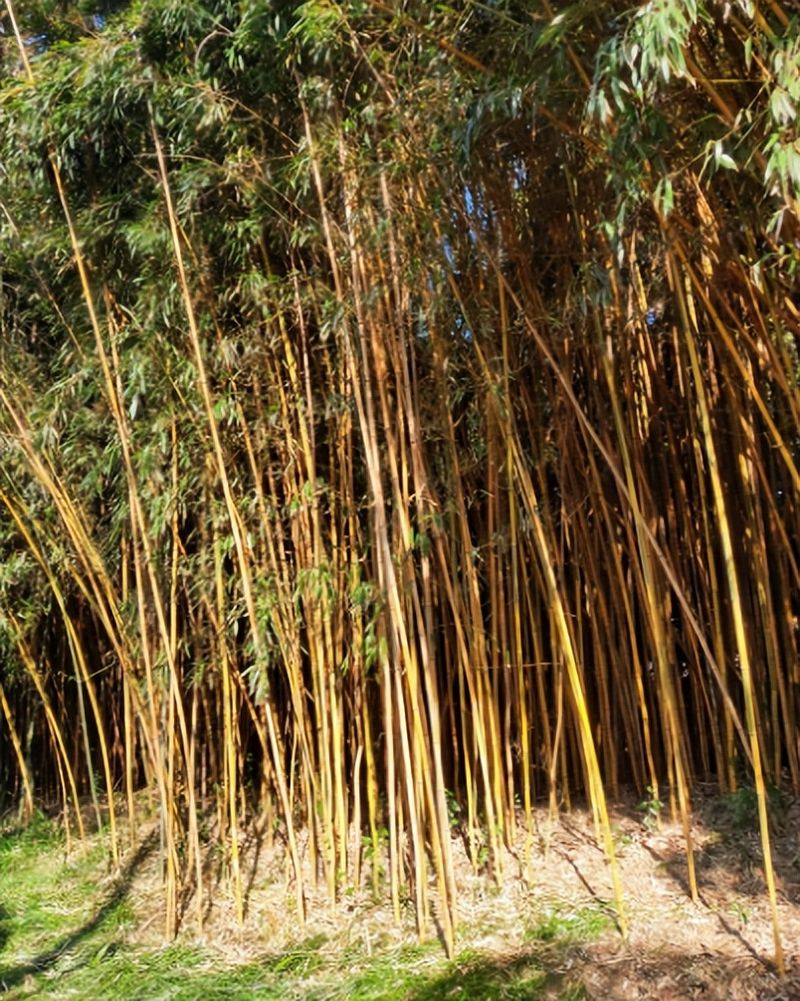 竹子的种植方法