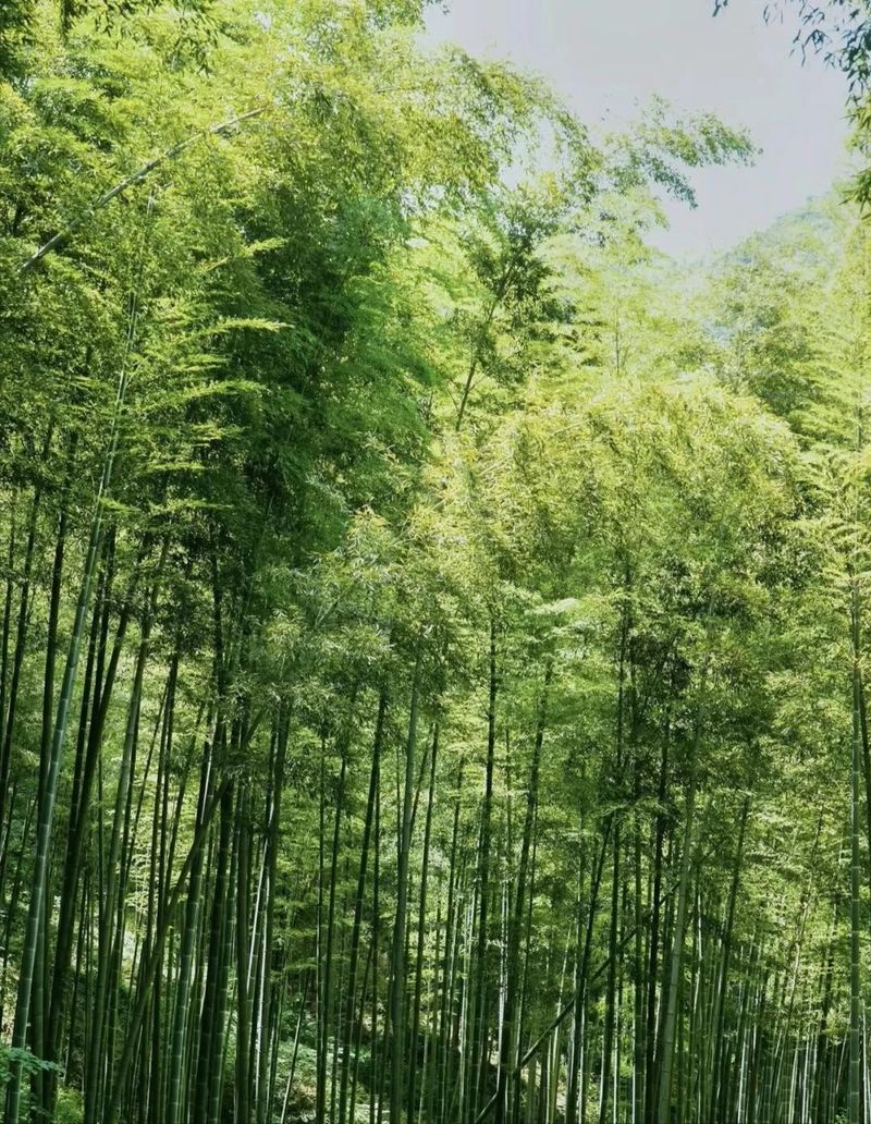 竹子的种植方法