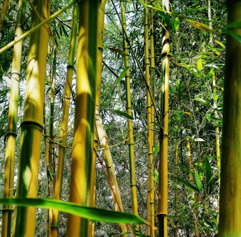 竹子的种植方法