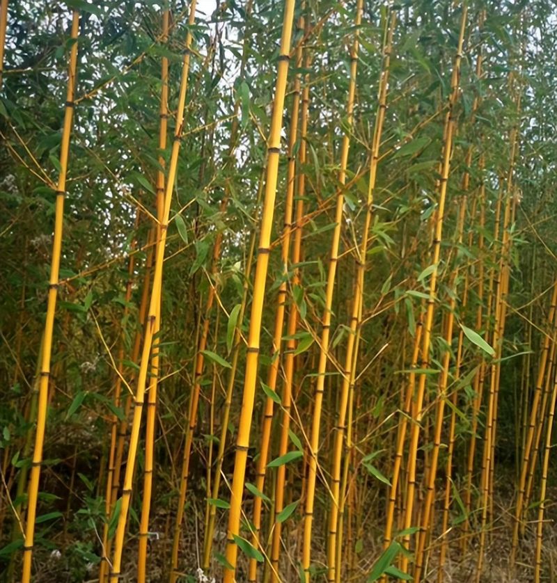 竹子的种植方法