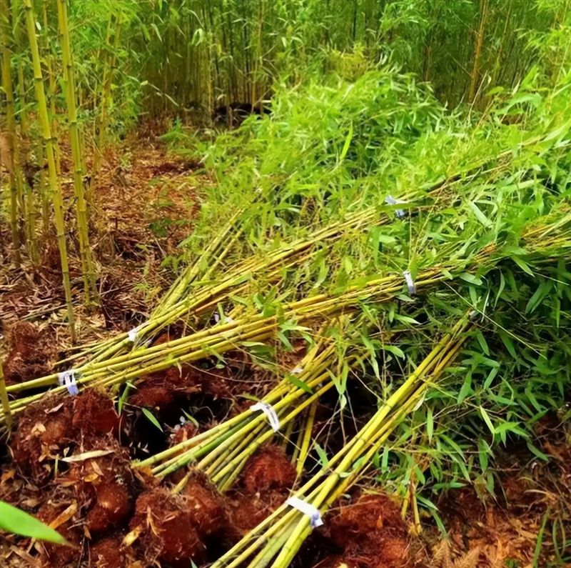 竹子的种植方法