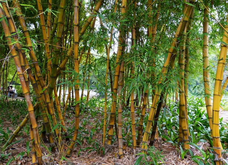 竹子的种植方法