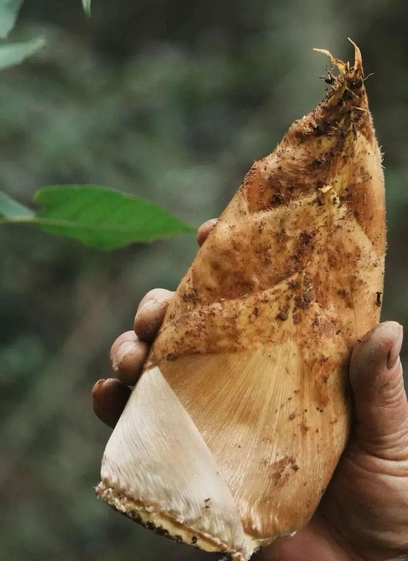 竹子的种植方法
