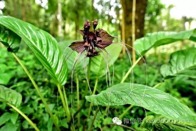 热带雨林植物特点