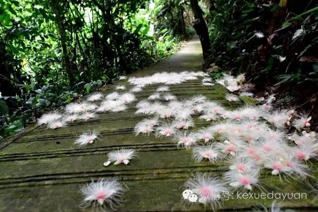 热带雨林植物特点