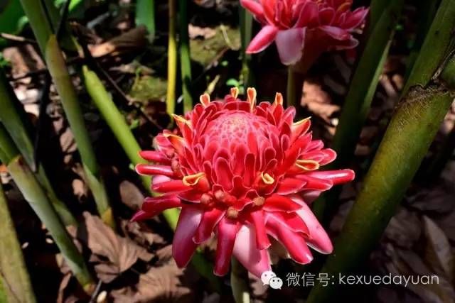 热带雨林植物特点