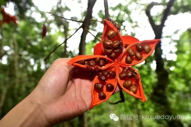 热带雨林植物特点