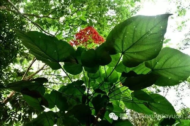 热带雨林植物特点