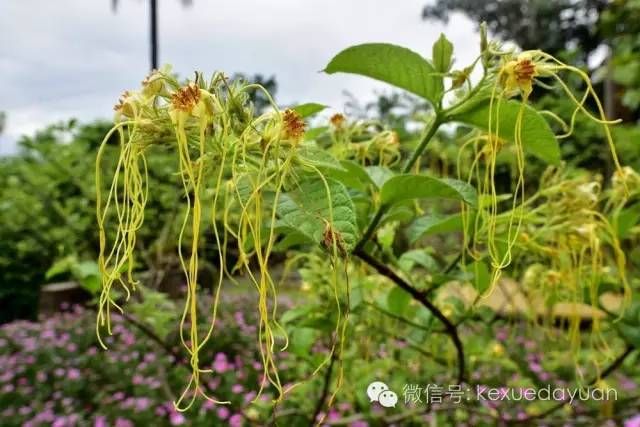 热带雨林植物特点