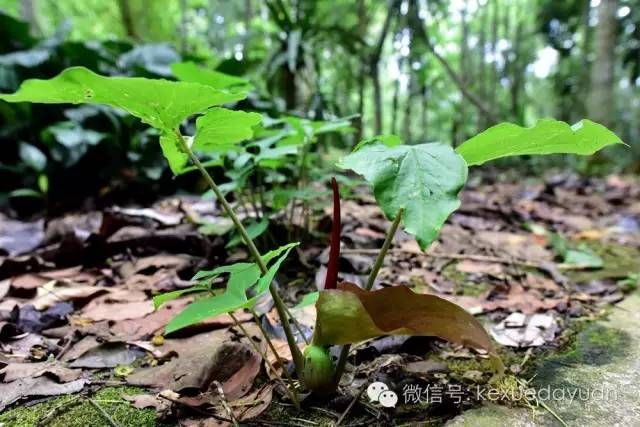 热带雨林植物特点