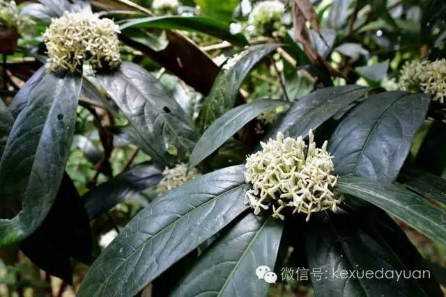 热带雨林植物特点