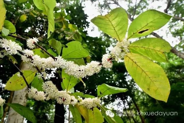 热带雨林植物特点