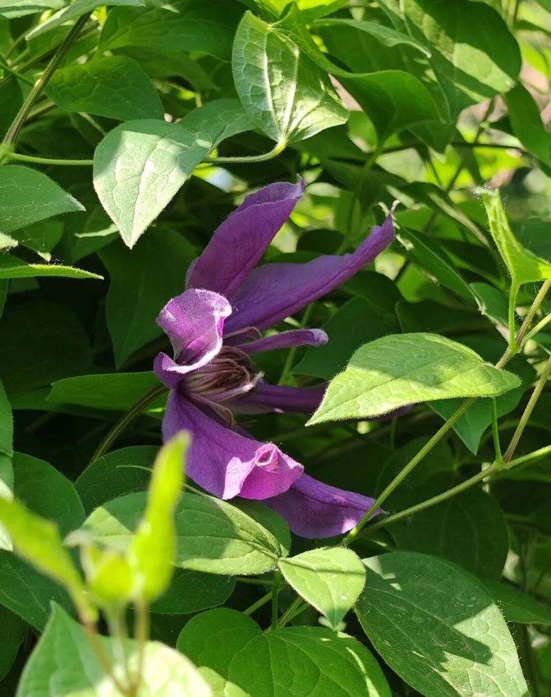 铁线莲种植方法