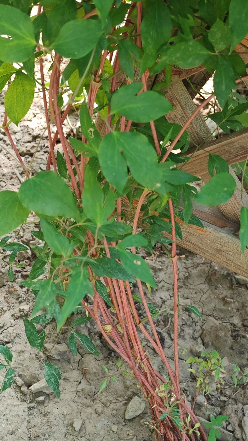 铁线莲种植方法