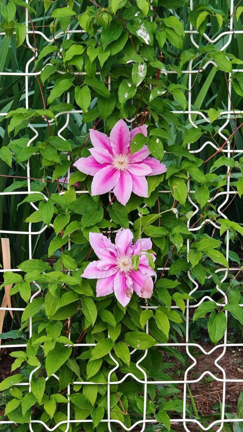 铁线莲种植方法
