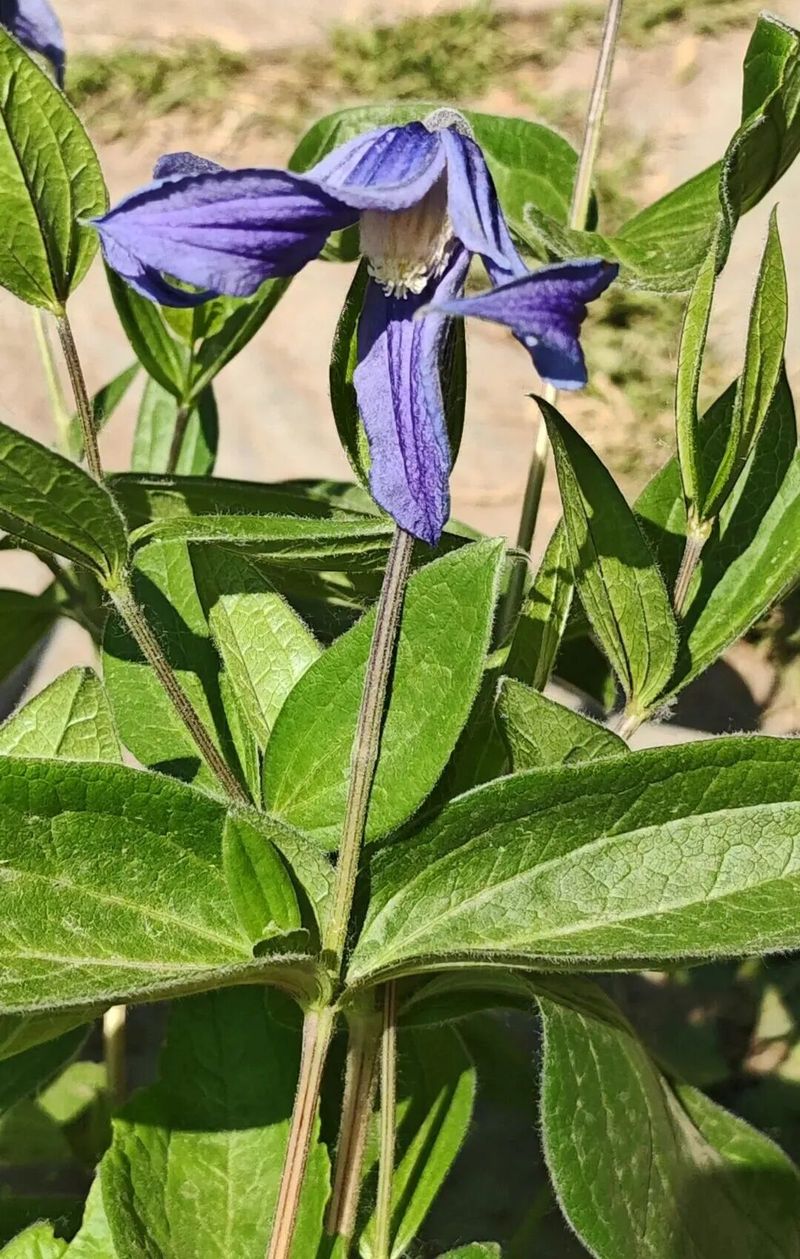 铁线莲种植方法