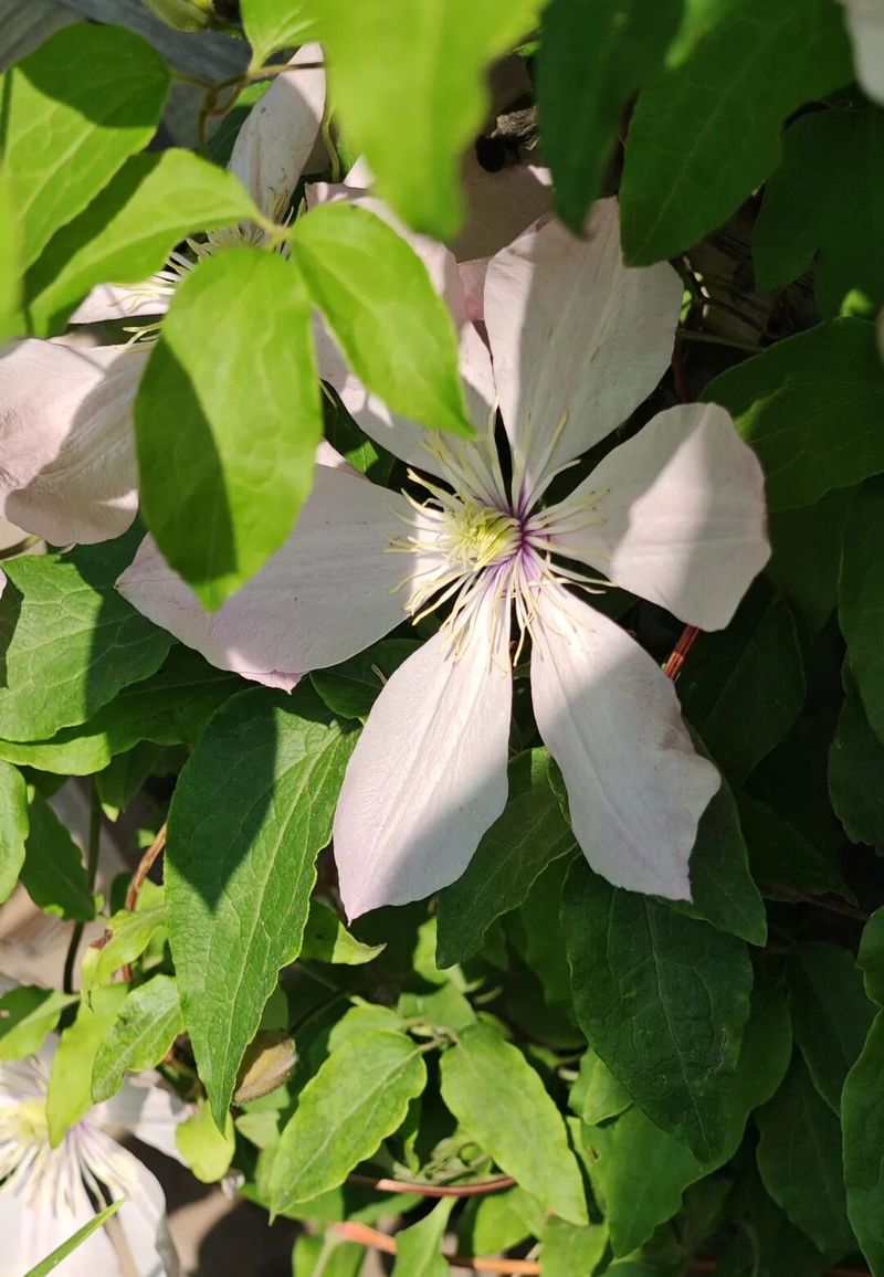 铁线莲种植方法